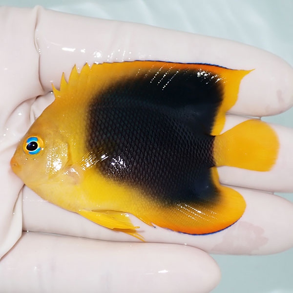 【現物1】ロックビューティー 7cm±!海水魚 ヤッコ 15時までのご注文で当日発送(t111