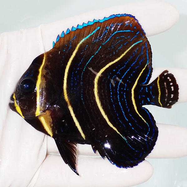 【現物2】粒エサOK コルテツエンゼル 8.5cm±!海水魚 ヤッコ 15時までのご注文で当日発送(t111