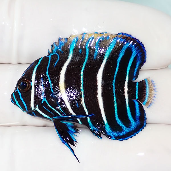 【現物13】粒エサOK アデヤッコ幼魚 4cm± !海水魚 ヤッコ 15時までのご注文で当日発送(t111