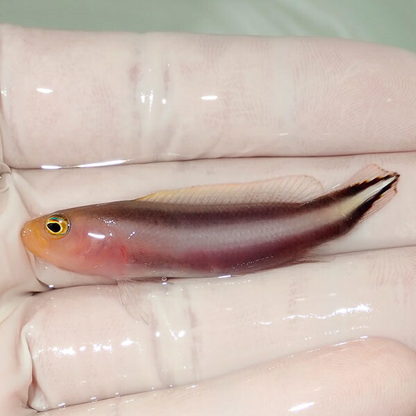 【現物2】ダブルストライプドティーバック 5cm± !海水魚 生体 15時までのご注文で当日発送(t120(t207