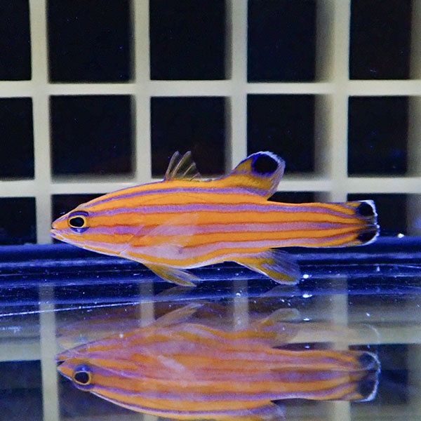 【現物2】キャンディーバスレット 4cm± カリブ産!海水魚 生体 15時までのご注文で当日発送(t120