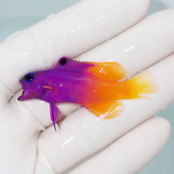 【現物】尾びれ欠け ロイヤルグラマ 5.5cm± !海水魚 生体 15時までのご注文で当日発送(t120(t207