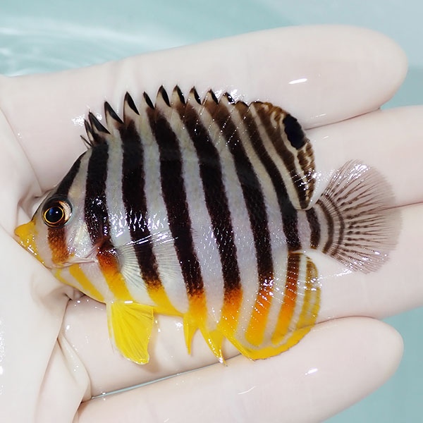 【現物31】シマヤッコ 6.5cm±! 海水魚 生体 15時までのご注文で当日発送(t111(t207