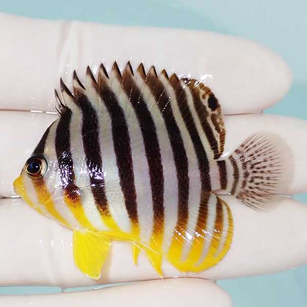 【現物32】シマヤッコ 5.7cm±! 海水魚 生体 15時までのご注文で当日発送(t111(t207