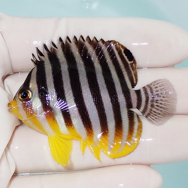 【現物33】シマヤッコ 6cm±! 海水魚 生体 15時までのご注文で当日発送(t111(t207