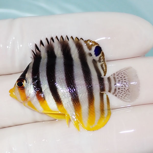 【現物35】シマヤッコ 4cm±! 海水魚 生体 15時までのご注文で当日発送(t111(t207