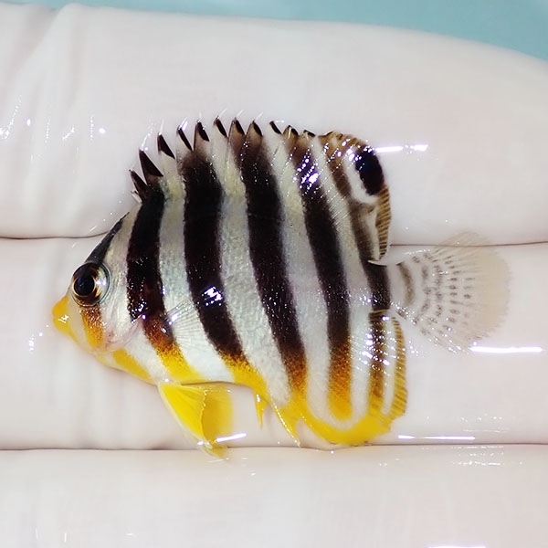 【現物36】シマヤッコ 3.5cm±! 海水魚 生体 15時までのご注文で当日発送(t111(t207