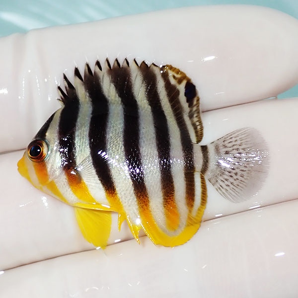 【現物37】シマヤッコ 4cm±! 海水魚 生体 15時までのご注文で当日発送(t111(t207