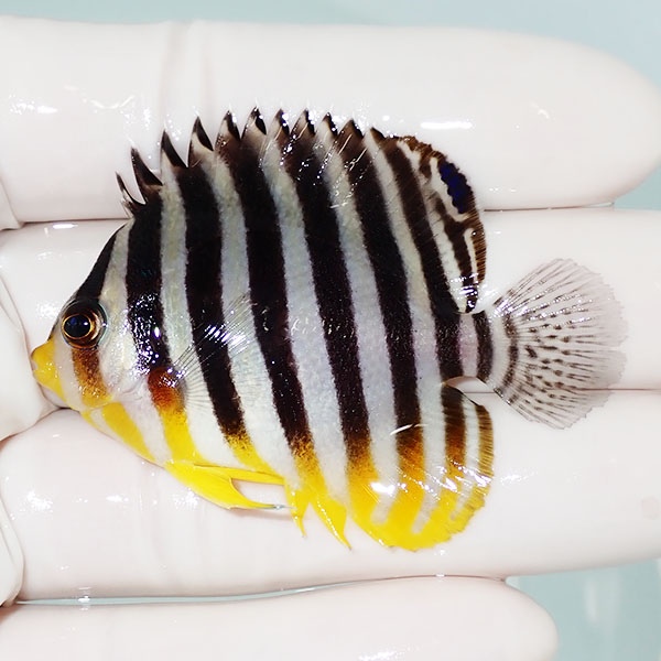 【現物17】シマヤッコ 5.5cm±! 海水魚 生体 15時までのご注文で当日発送(t111(t207