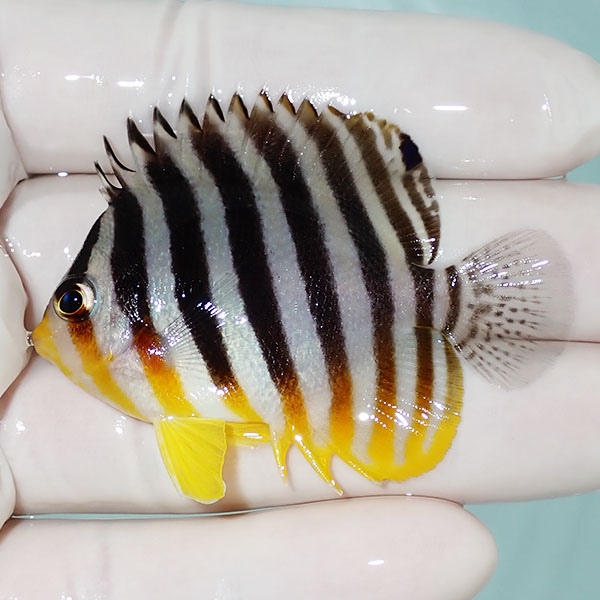 【現物18】シマヤッコ 5.7cm±! 海水魚 生体 15時までのご注文で当日発送(t111(t207