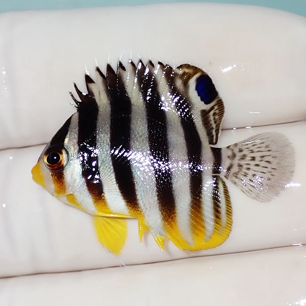 【現物53】シマヤッコ 3.5cm±! 海水魚 生体 15時までのご注文で当日発送(t111(t207