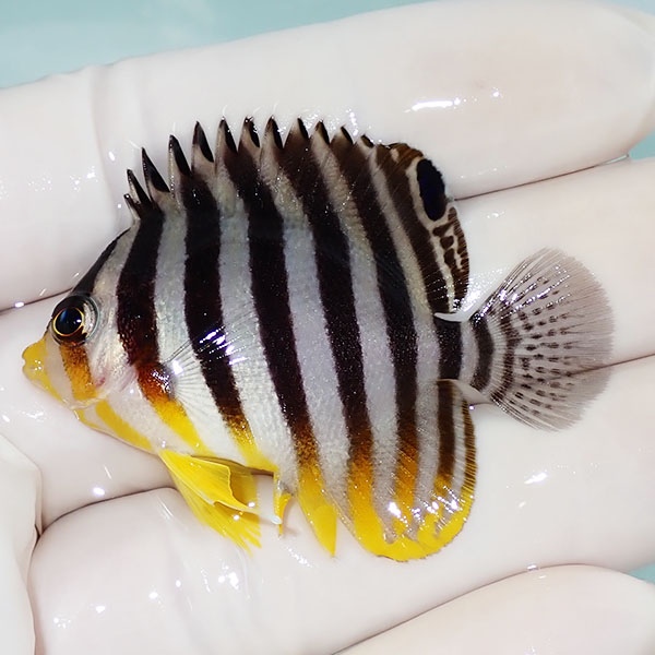 【現物52】シマヤッコ 5cm±! 海水魚 生体 15時までのご注文で当日発送(t111(t207
