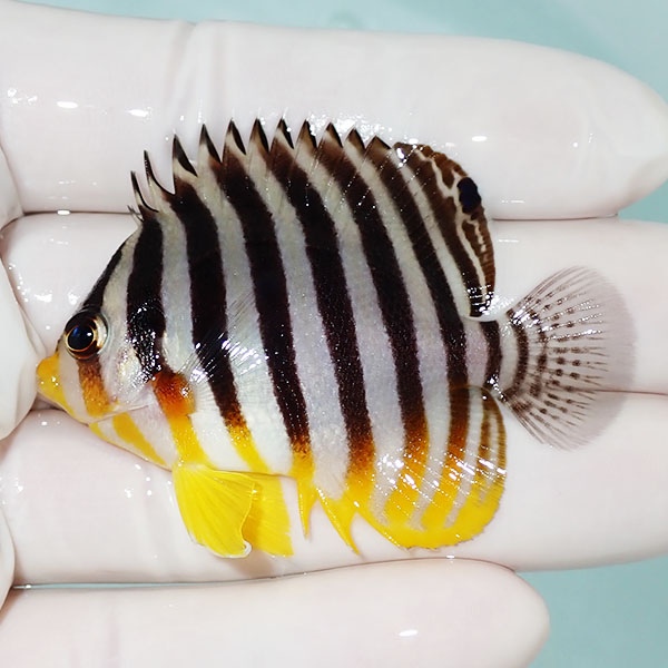 【現物21】シマヤッコ 5.5cm±! 海水魚 生体 15時までのご注文で当日発送(t111(t207