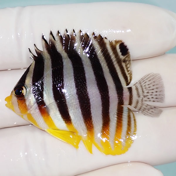 【現物51】シマヤッコ 5cm±! 海水魚 生体 15時までのご注文で当日発送(t111(t207