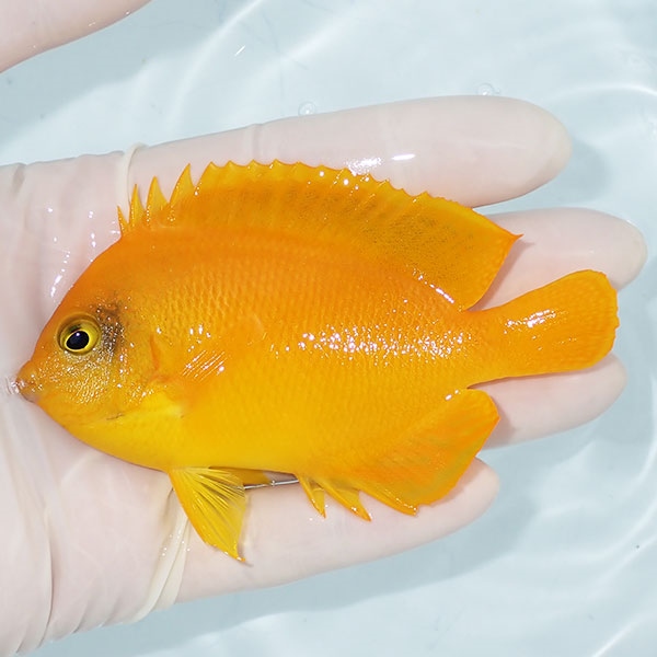 【現物1】ヘラルドヤッコ big 10cm± !海水魚 生体 15時までのご注文で当日発送(t111(t207