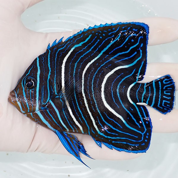 【現物2】サザナミヤッコ 11cm± !海水魚 生体 15時までのご注文で当日発送(t111(t207