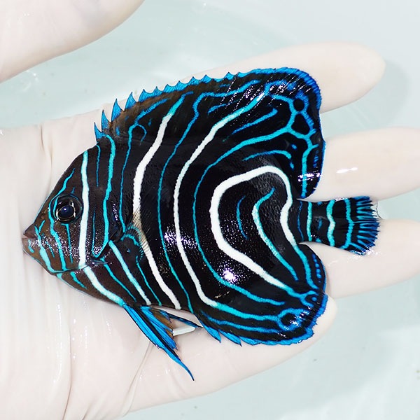 【現物3】サザナミヤッコ 9.5cm± !海水魚 生体 15時までのご注文で当日発送(t111(t207