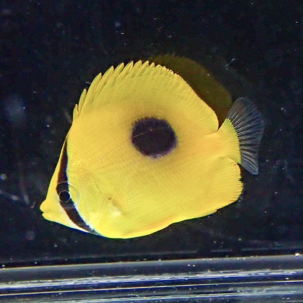 トノサマダイ 4-6cm±!  海水魚 チョウチョウウオ 15時までのご注文で当日発送(t114