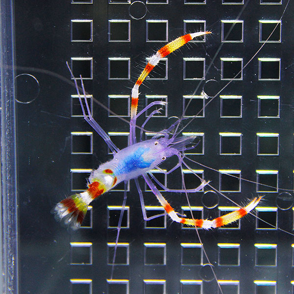 アオムネオトヒメエビ １匹 4-5cm !15時までのご注文で当日発送(t129