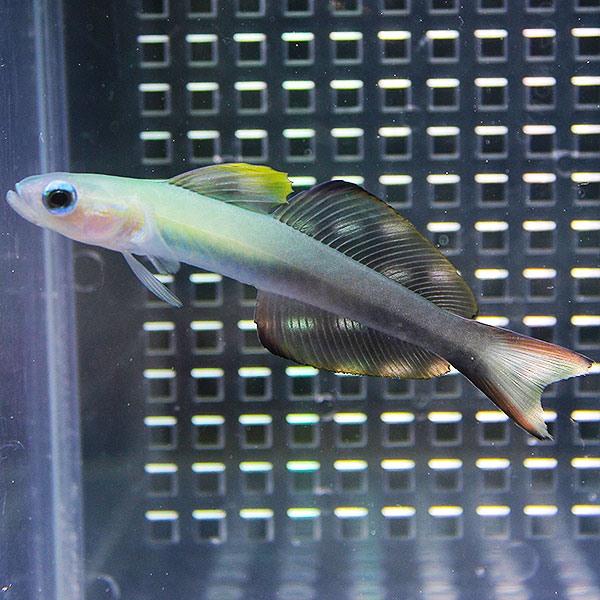 クロユリハゼ 1匹  !海水魚 生体 餌付け済 15時までのご注文で当日発送(t121