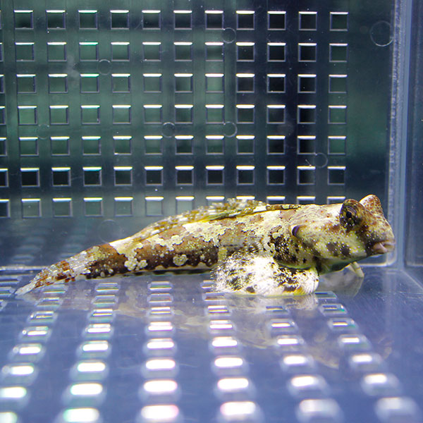 ミヤケテグリ 4-5cm !海水魚 生体 餌付け済 15時までのご注文で当日発送(t121