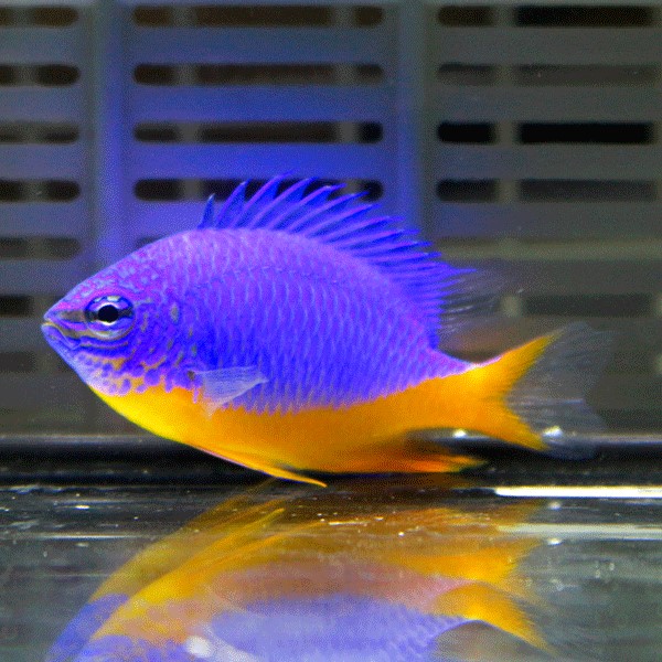 ロイヤルダムゼル 3-4cm !海水魚 生体 餌付け済 15時までのご注文で当日発送(t117