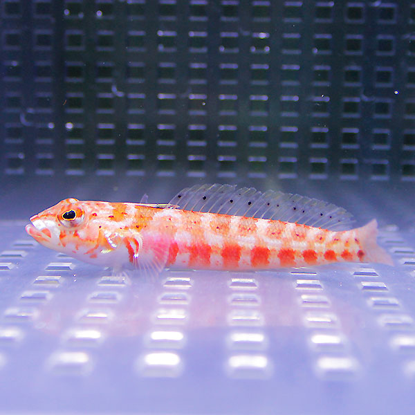 ハワイトラギス ５匹セット 4-6cm±! 海水魚 ハゼ 餌付け 15時までのご注文で当日発送(t121