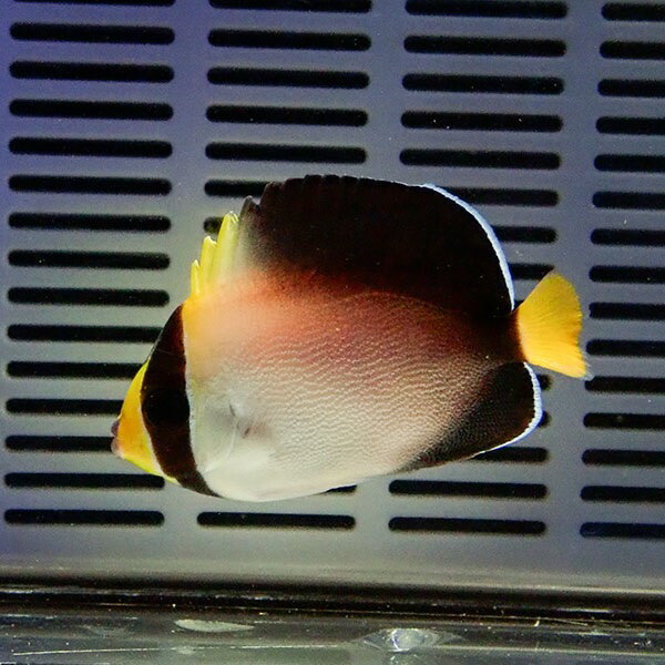 チリメンヤッコ 4-6cm± !海水魚 ヤッコ 15時までのご注文で当日発送(t111