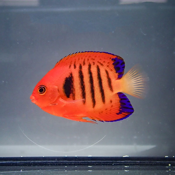 【クリスマス産】フレームエンゼル 6-8cm±!海水魚 生体 ヤッコ15時までのご注文で当日発送(t111