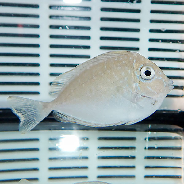 テングハギモドキ 6-8cm±! ハギ 海水魚 15時までのご注文で当日発送(t119