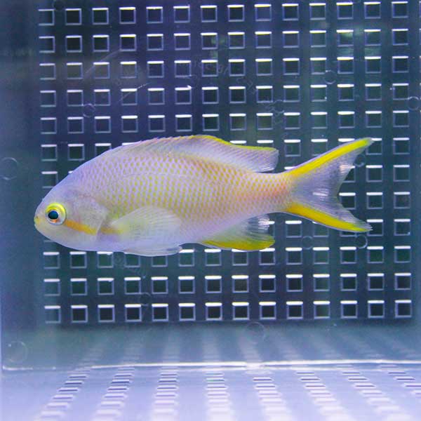 メラネシアンアンティアス 3匹 セット 5-7cm±! 海水魚 ハナダイ 【餌付け】15時までのご注文で当日発送(t118