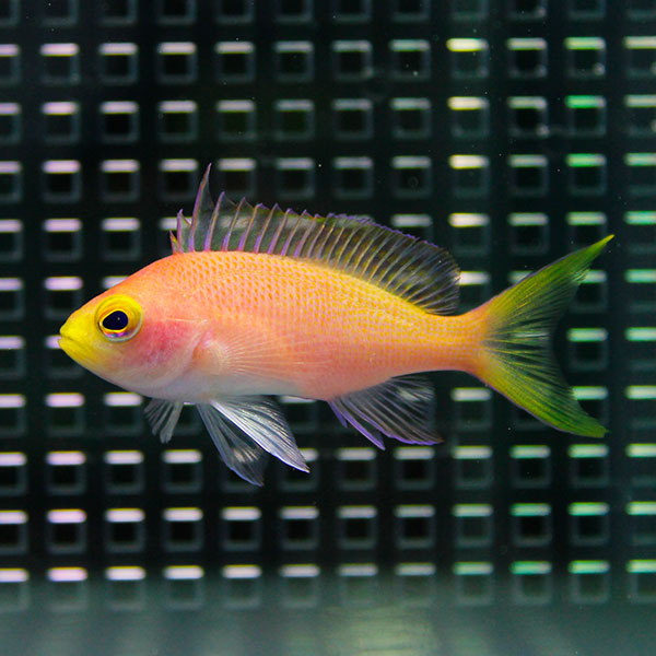 フチドリハナダイ メス 3匹セット 海水魚 ハナダイ! 15時までのご注文で当日発送(t118