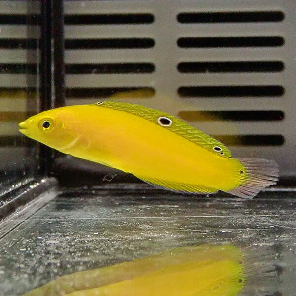 コガネキュウセン !  海水魚 ベラ 餌付け15時までのご注文で当日発送(t122