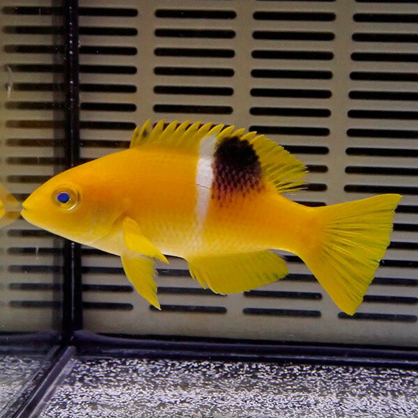 タキベラ 幼魚 7-9cm! 海水魚 ベラ !15時までのご注文で当日発送(t122