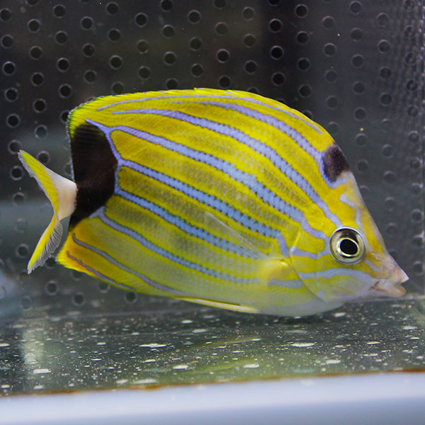 フレンブリーバタフライ 10-12cm± !海水魚 生体 チョウチョウウオ 15時までのご注文で当日発送(t114