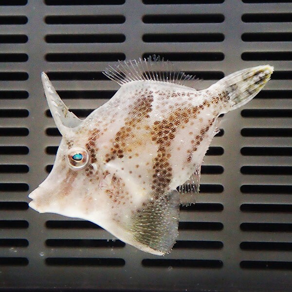 モロコシハギ 4-6cm±カーリー対策(模様が変わります) !海水魚 生体 ハギ 15時までのご注文で当日発送(t119