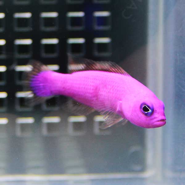 クレナイニセスズメ 5匹セット ! 海水魚 メギス 餌付け15時までのご注文で当日発送【PHセール対象】(t120