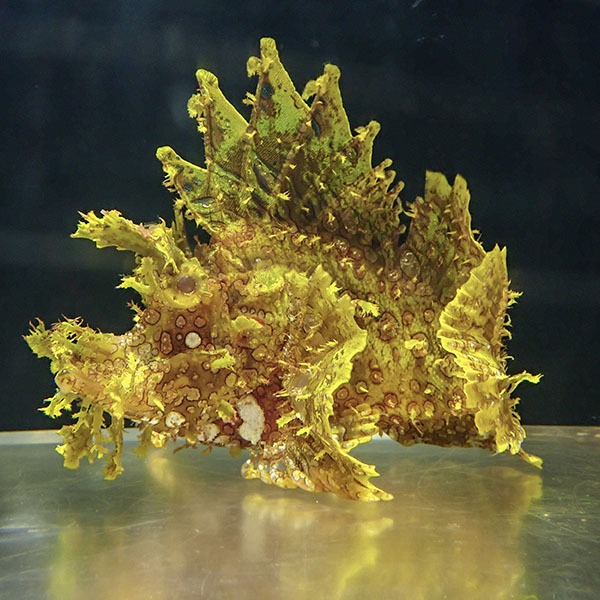 【現物4】ボロカサゴ 16cm±!海水魚 15時までのご注文で当日発送【カサゴ】(t207