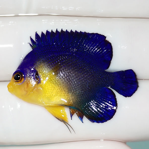 【現物37】sale スミレヤッコ 3.5cm±! 海水魚 ヤッコ 15時までのご注文で当日発送(t111