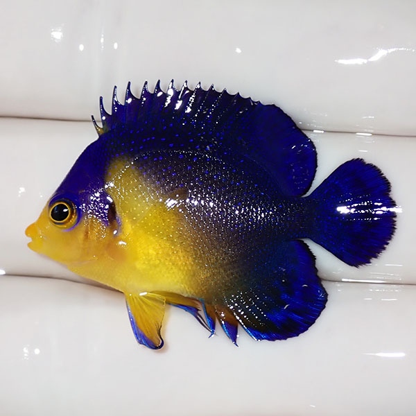 【現物38】sale スミレヤッコ 4cm±! 海水魚 ヤッコ 15時までのご注文で当日発送(t111