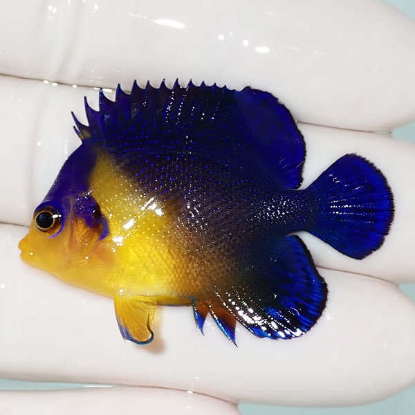 【現物39】sale スミレヤッコ 4.5cm±! 海水魚 ヤッコ 15時までのご注文で当日発送(t111