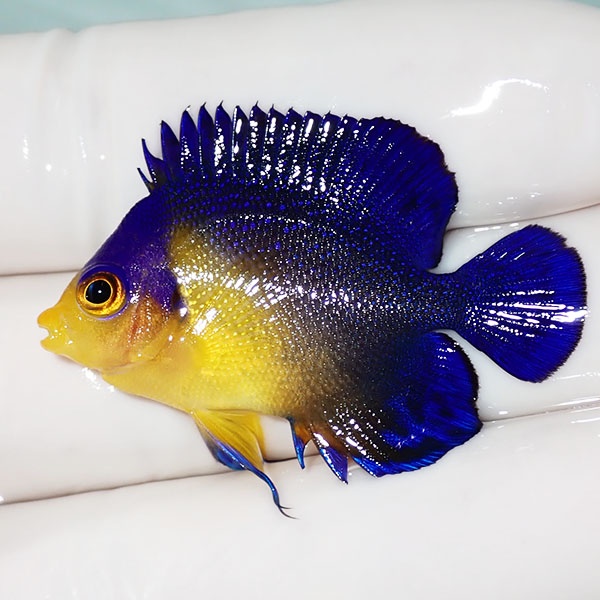 【現物40】sale スミレヤッコ 4cm±! 海水魚 ヤッコ 15時までのご注文で当日発送(t111
