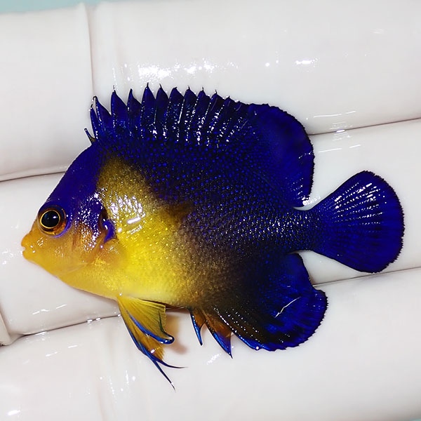 【現物41】sale スミレヤッコ 4.5cm±! 海水魚 ヤッコ 15時までのご注文で当日発送(t111