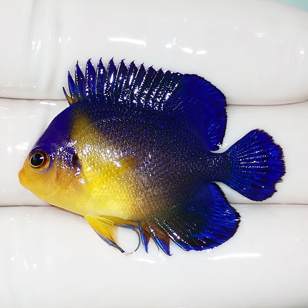 【現物42】sale スミレヤッコ 4cm±! 海水魚 ヤッコ 15時までのご注文で当日発送(t111