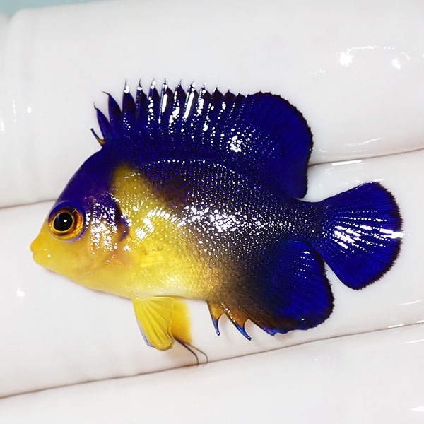 【現物43】sale スミレヤッコ 3.5cm±! 海水魚 ヤッコ 15時までのご注文で当日発送(t111