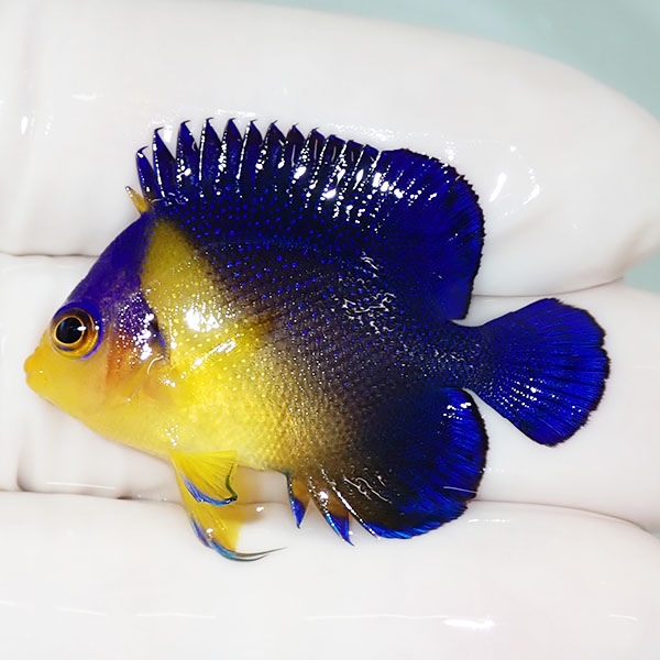 【現物44】sale スミレヤッコ 3.8cm±! 海水魚 ヤッコ 15時までのご注文で当日発送(t111