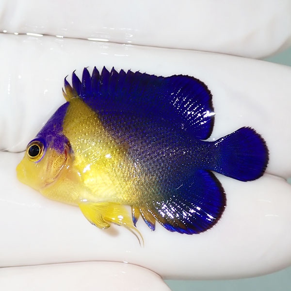 【現物45】sale スミレヤッコ 3.8cm±! 海水魚 ヤッコ 15時までのご注文で当日発送(t111