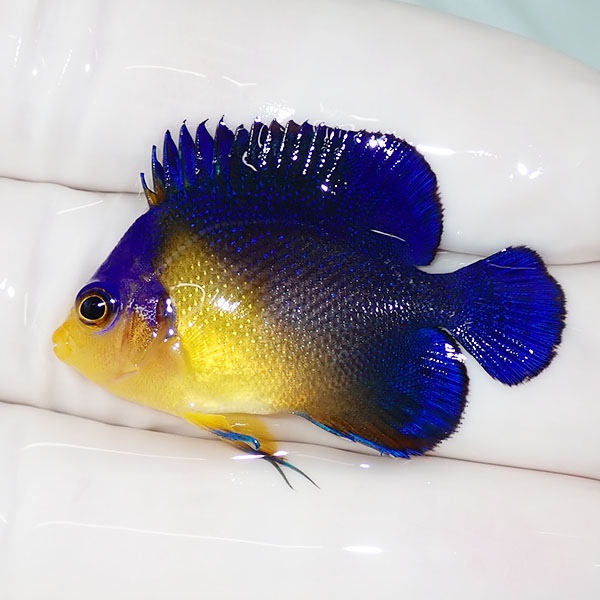 【現物46】スミレヤッコ 3.8cm±! 海水魚 ヤッコ 15時までのご注文で当日発送(t111