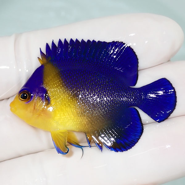 【現物47】sale スミレヤッコ 4.7cm±! 海水魚 ヤッコ 15時までのご注文で当日発送(t111
