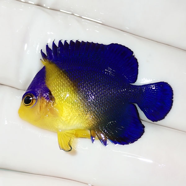【現物48】sale スミレヤッコ 4.2cm±! 海水魚 ヤッコ 15時までのご注文で当日発送(t111